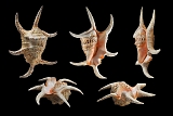 lambis chiragra 12-2012